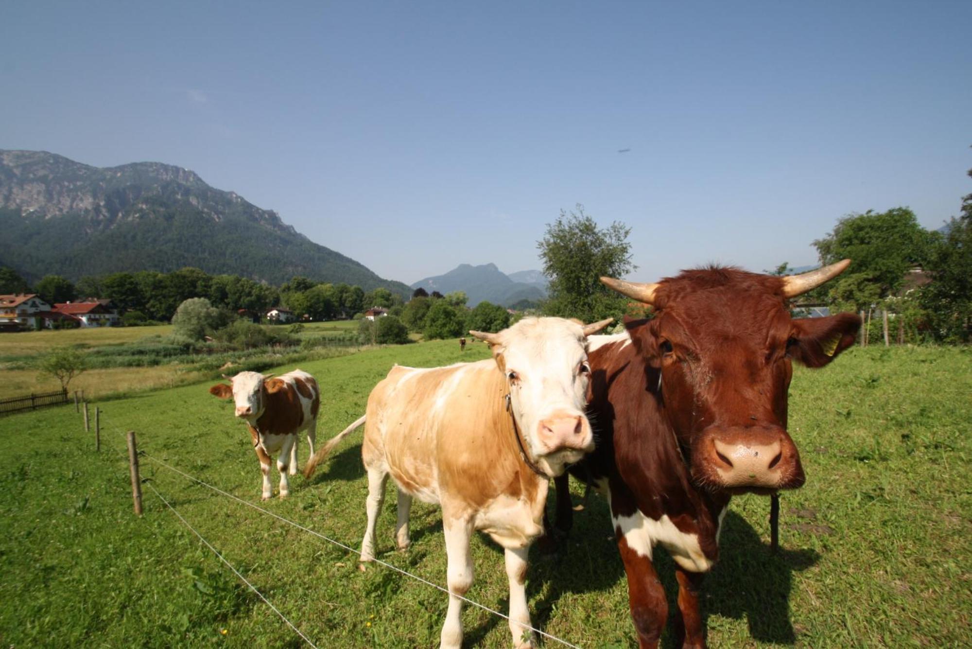 Ferienwohnung Bachbauernhof Bayerisch Gmain Exterior foto